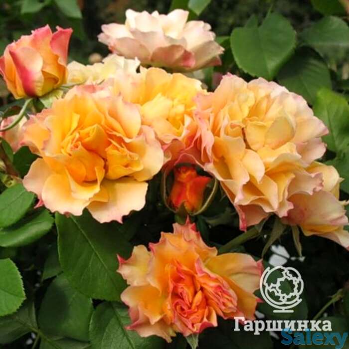 Роза текила флорибунда, топалович, фотография 1