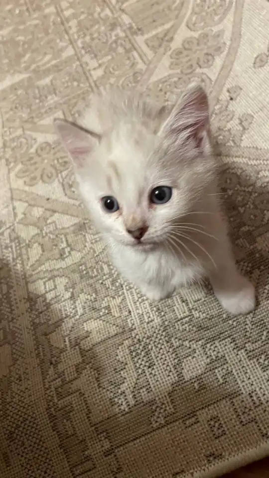 Отдам котят в хорошие руки, фотография 12