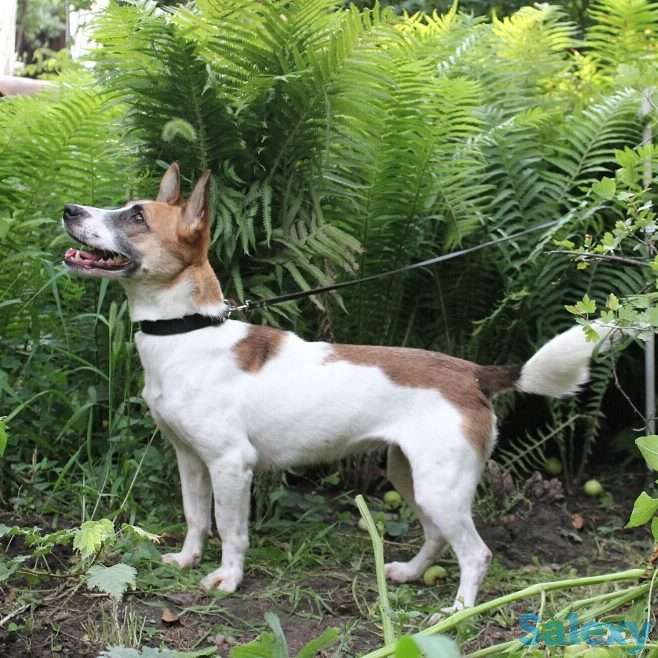 Тина ищет дом., фотография 3