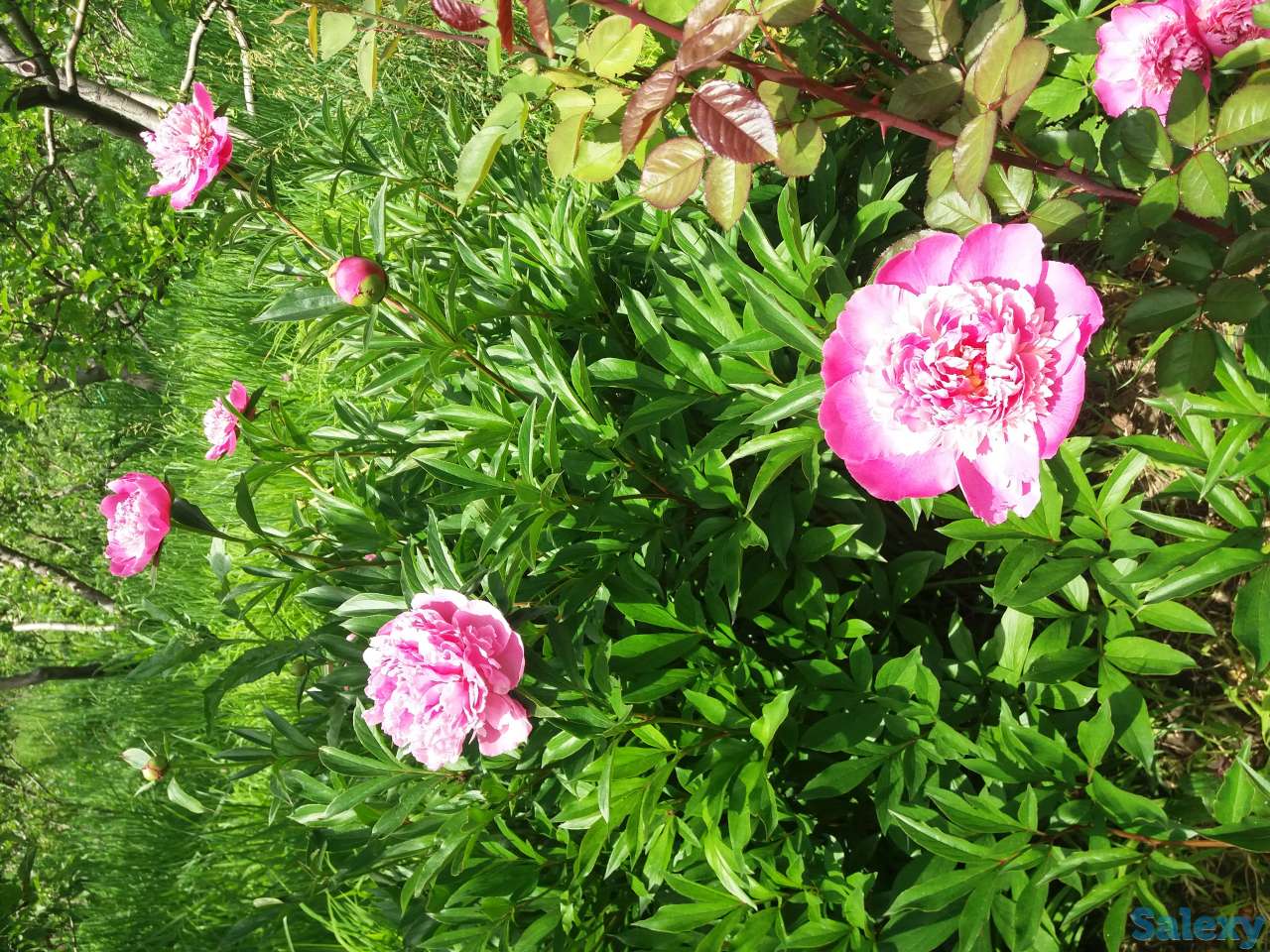 Плодовый сад, КХ, фотография 9