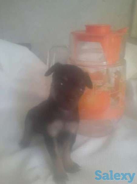 Продаются мини карликовые пинчеры, фотография 1