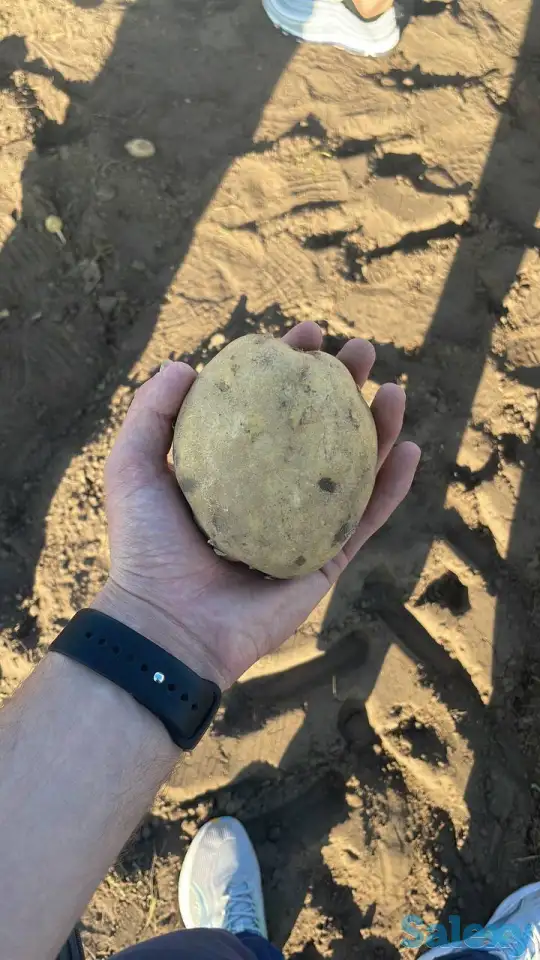 Картофель Оптом, фотография 1