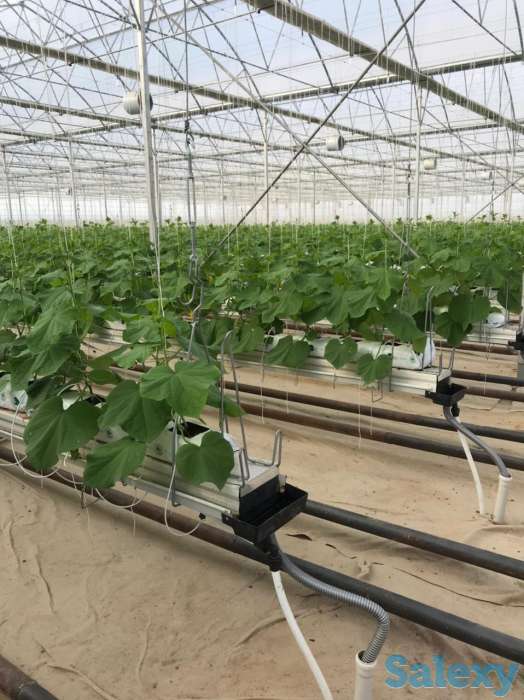 Тепличный комплекс ведёт набор сотрудников на постоянную работу, фотография 2