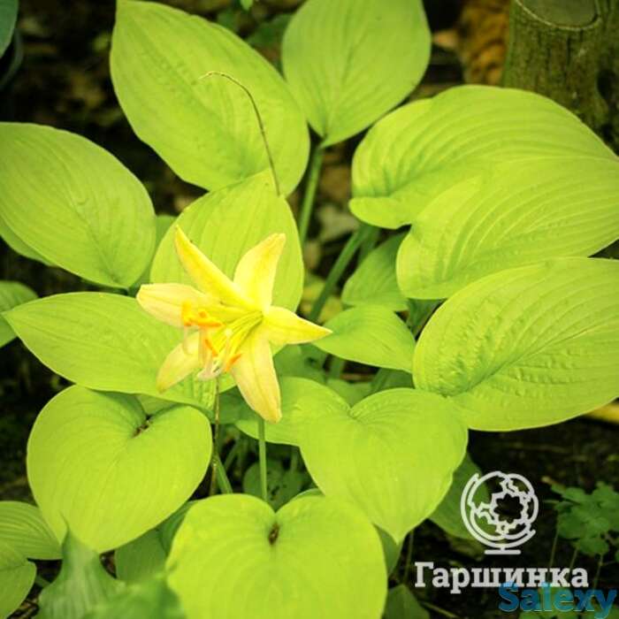 Хоста миракл лемони (sm), фотография 1
