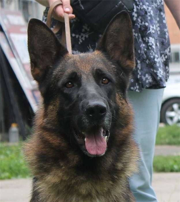 Щенки немецкой овчарки из *де ША*БЕАР*, фотография 1