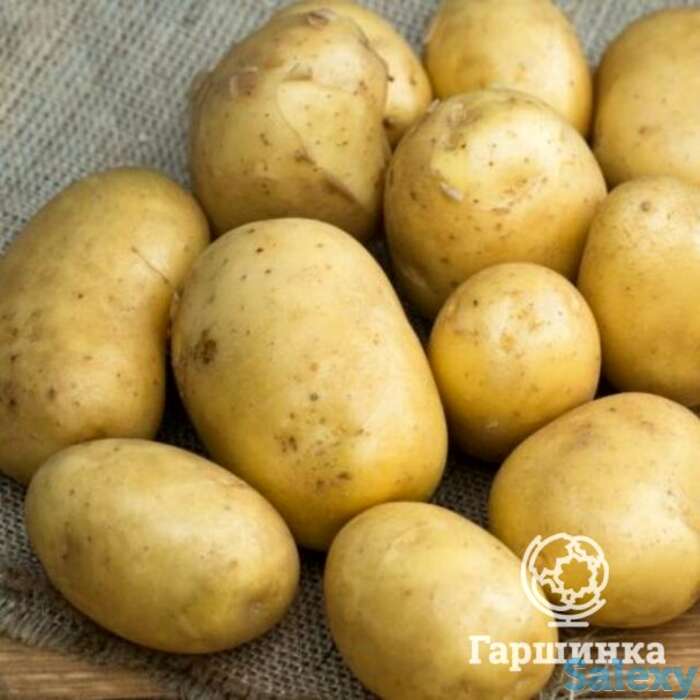 Семена Картофель Аусония 0,02г, фотография 1