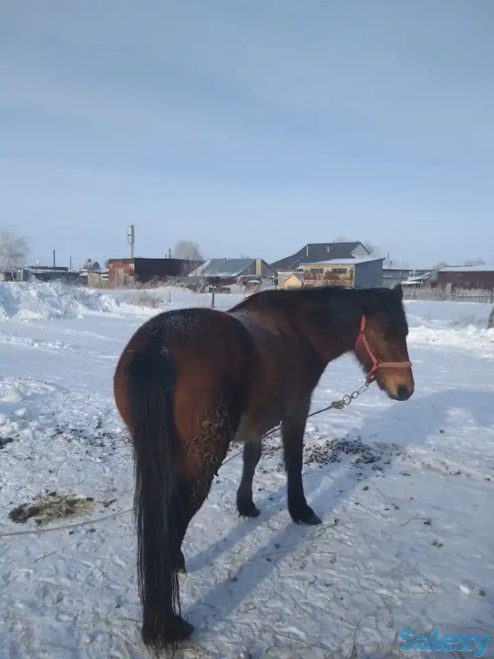 Продам лошадей, фотография 7