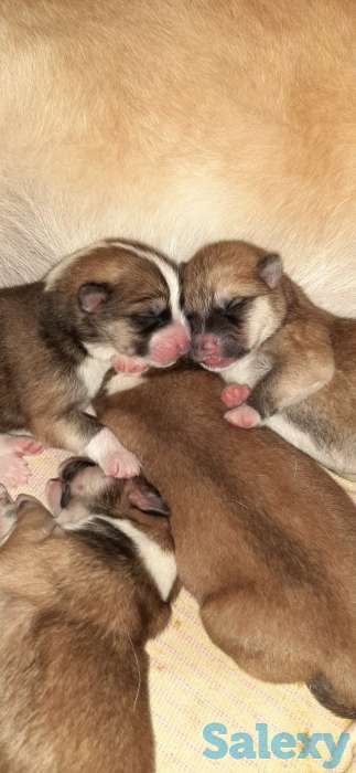 Щенки акита ину, фотография 2