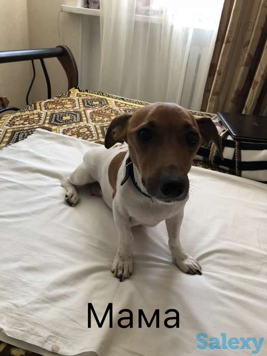 Щенки Джер Рассел Терьер, фотография 5