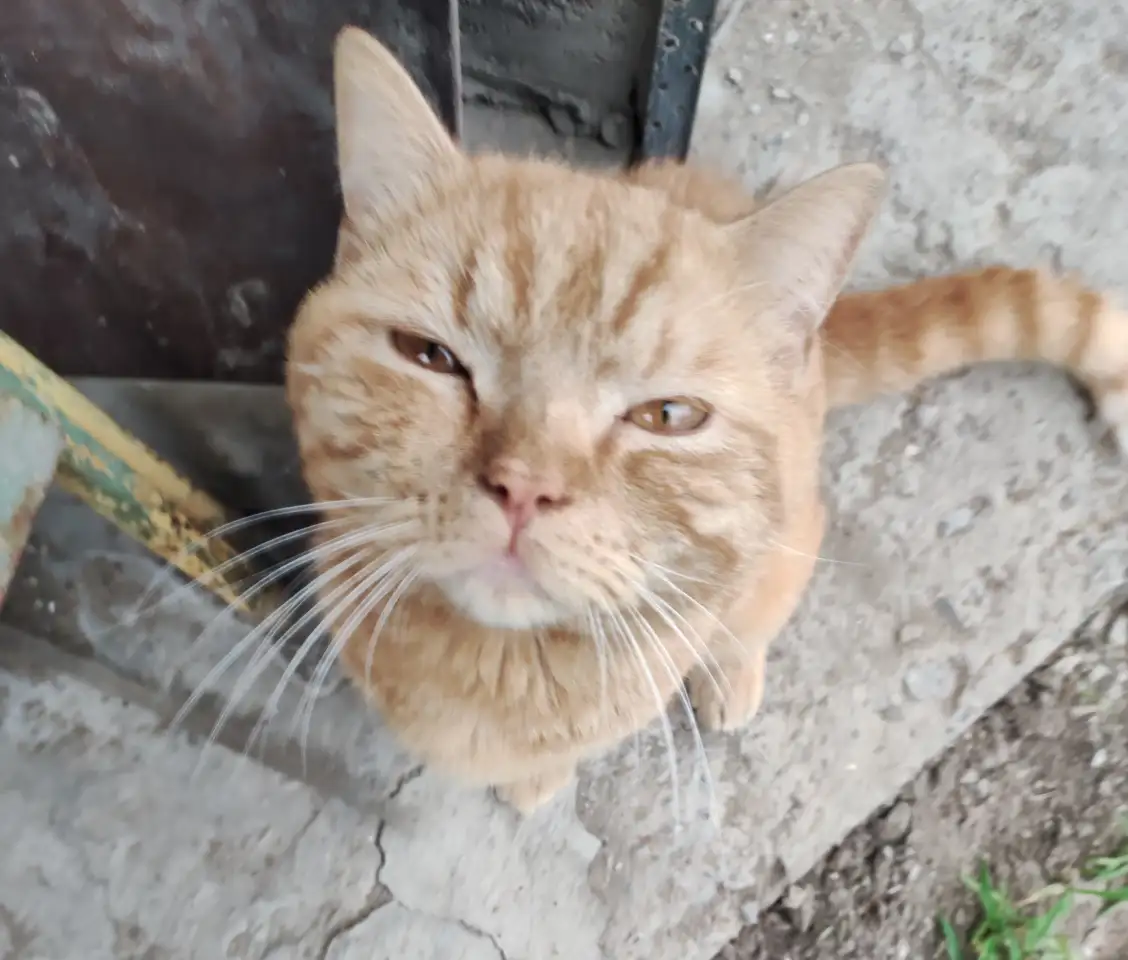 кот-потеряшка в  добрые  руки, фотография 1