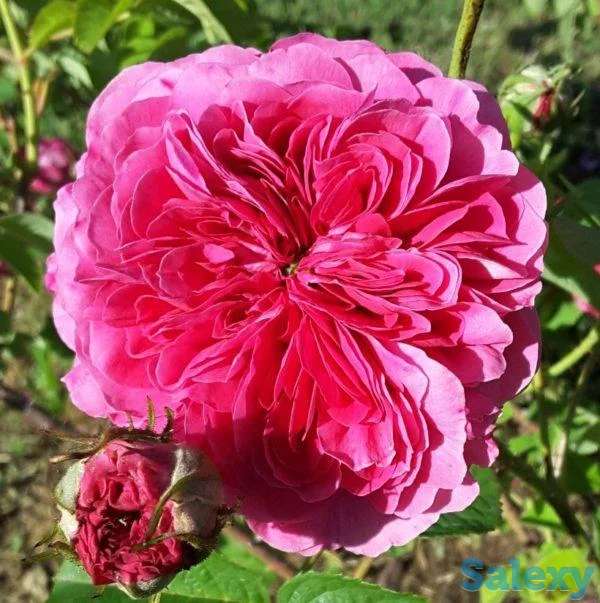 Саженцы масленичных роз Сербия, фотография 5