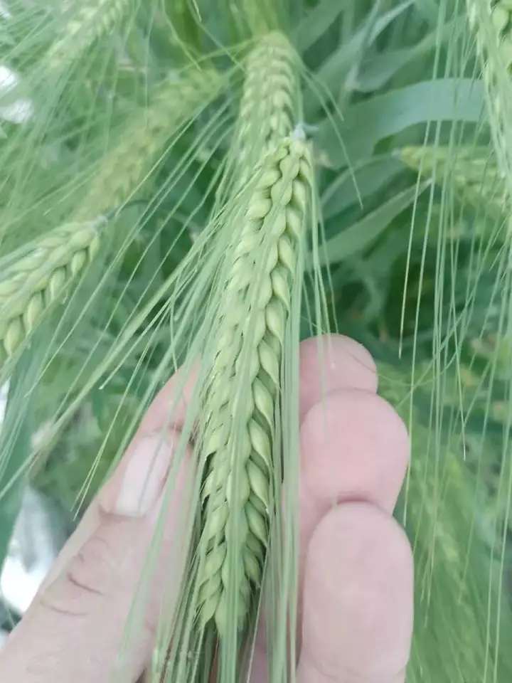 Продаю Ячмень Сорт Атлин Канадский В Меркенском районе, фотография 1