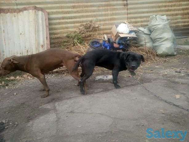 Щенки питбуля РР, фотография 1