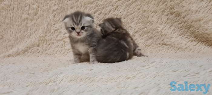 Шотландские  котята, фотография 7