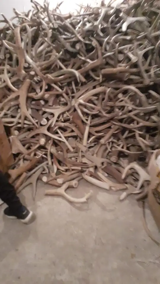 Куплю сухие рога марала и лося, фотография 2