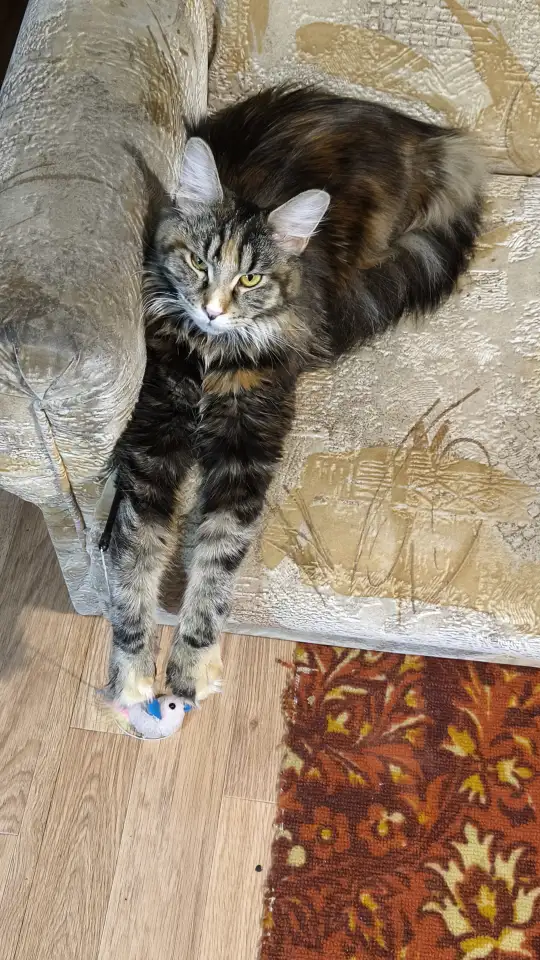 Продам кошку Мейн Кун, фотография 1