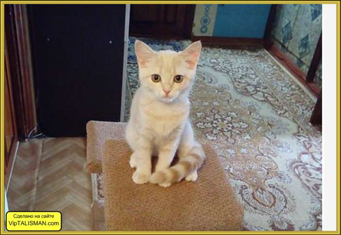 Продаю котят Скоттиш-Страйт, фотография 3