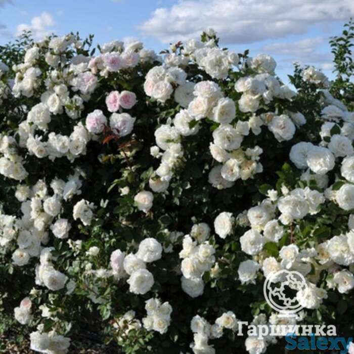 Роза аляска, топалович, фотография 1