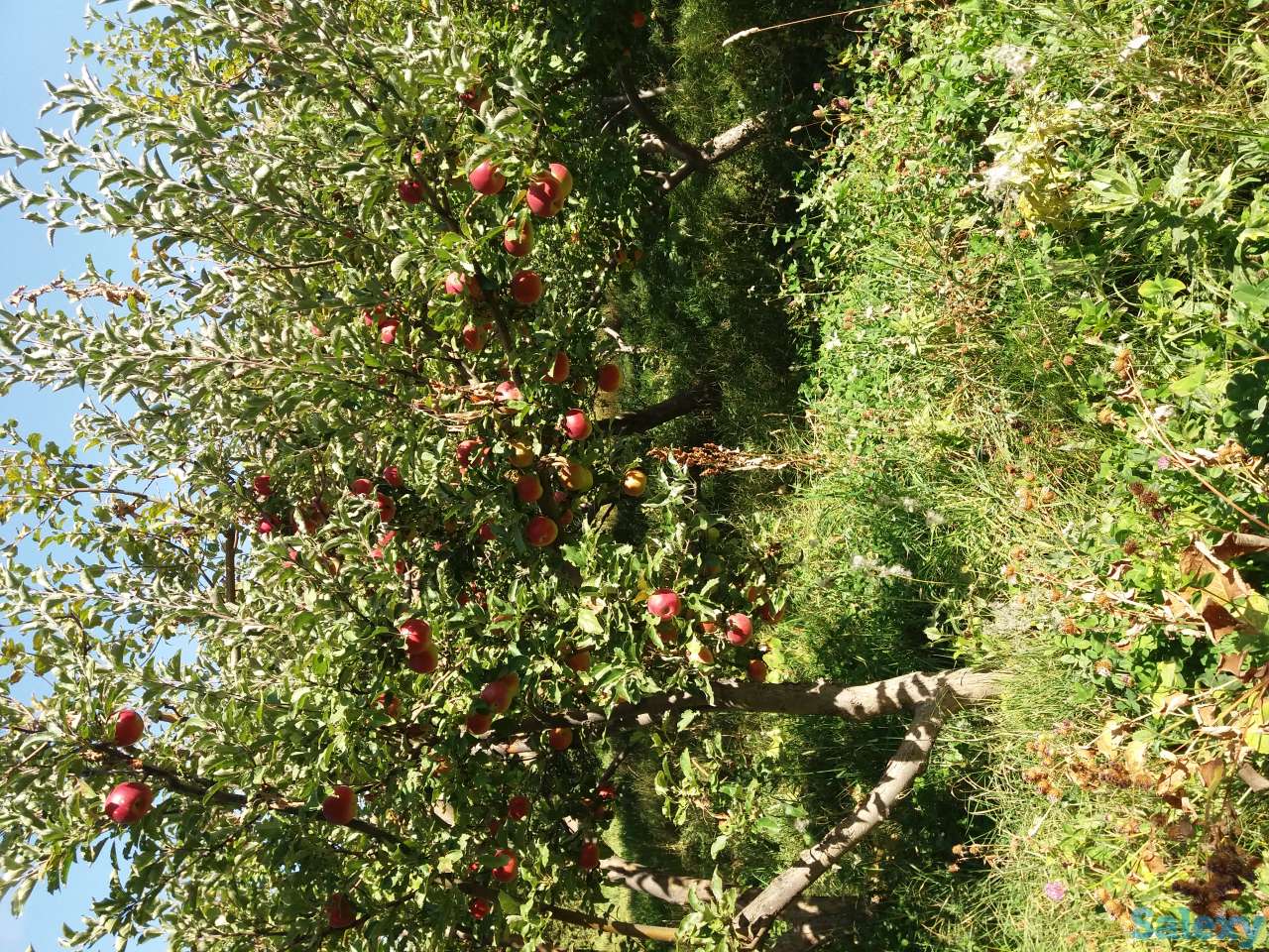 Плодовый сад, КХ, фотография 2