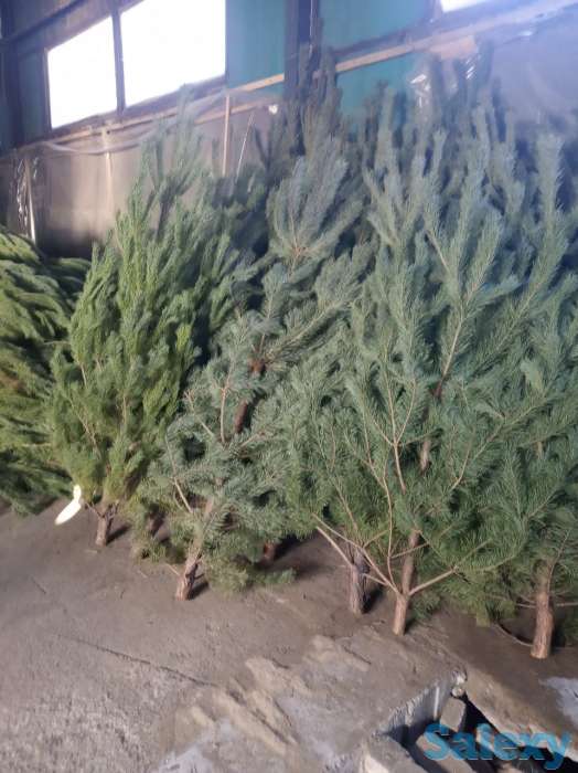 Елка новогодняя, фотография 2