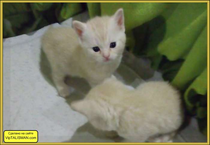Продаю котят Скоттиш-Страйт, фотография 1