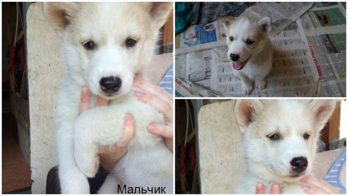 Щенки хаски, фотография 3