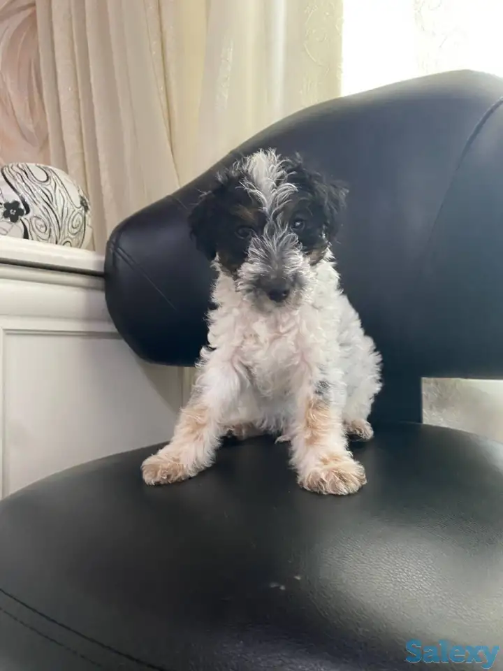 Предлагаются к продаже очаровательные щенки фокстерьера!!, фотография 9