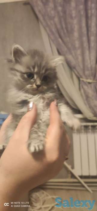 Котята, фотография 4