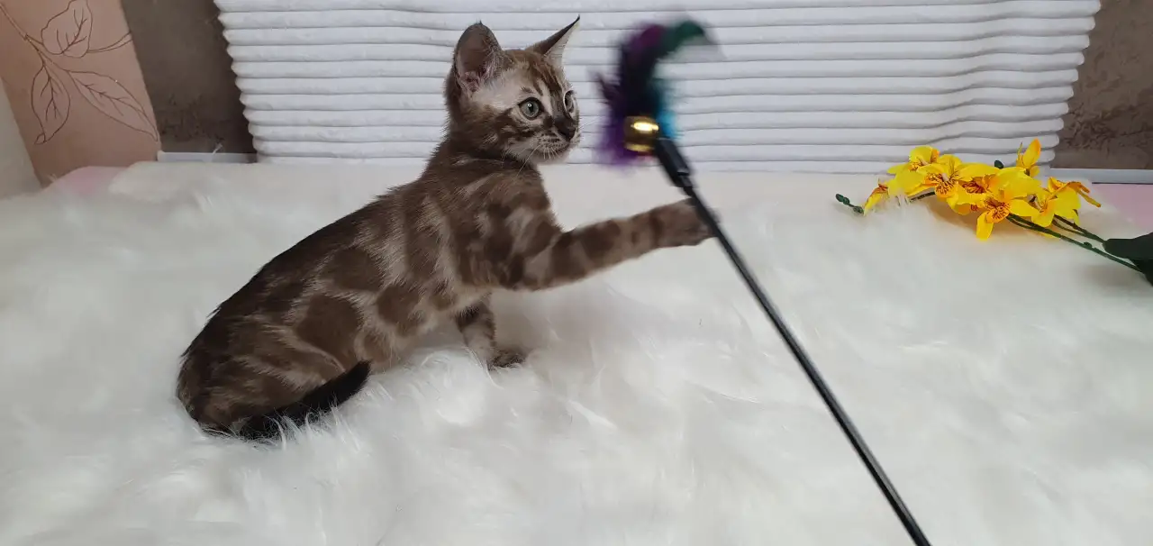 Бенгальские котята от привозных родителей, фотография 8