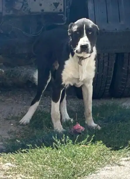 Продаётся Алабай, фотография 1