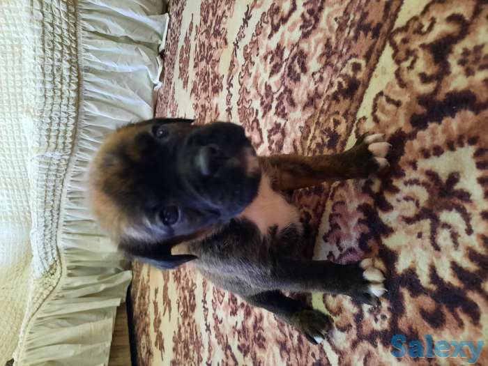 Продаются чистокровные щенки немецкого боксера, фотография 10