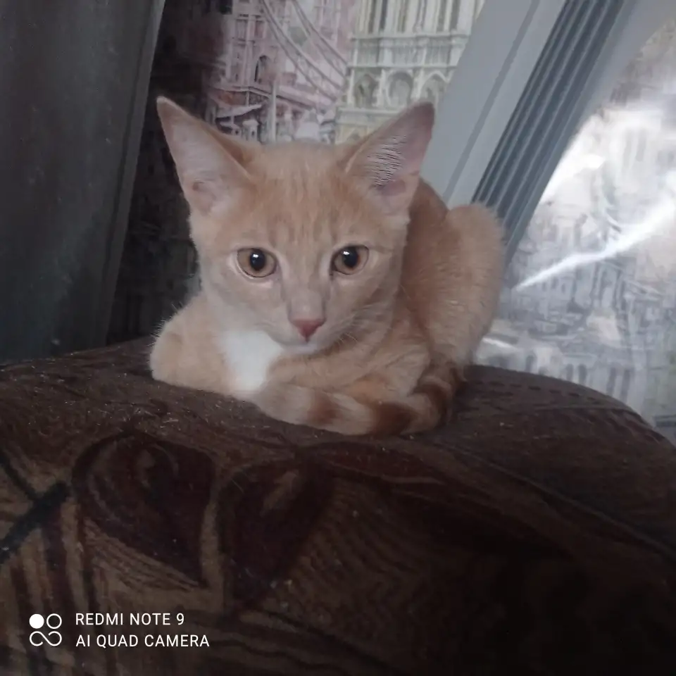 Отдам в хорошие руки приученный к лотку кушает все ласковый умный, фотография 1