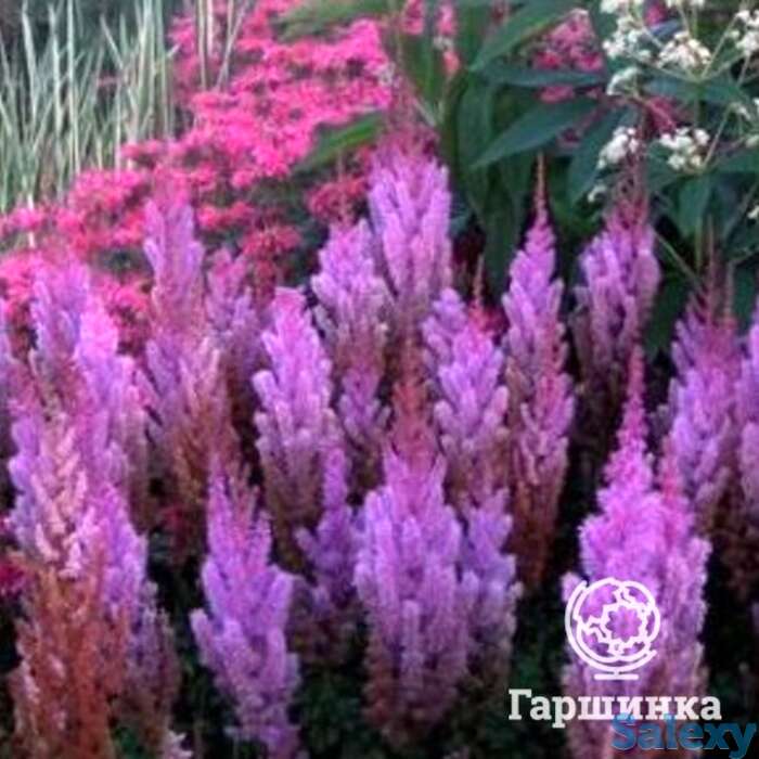 Астильба китайская Пурпуркерц, фотография 1