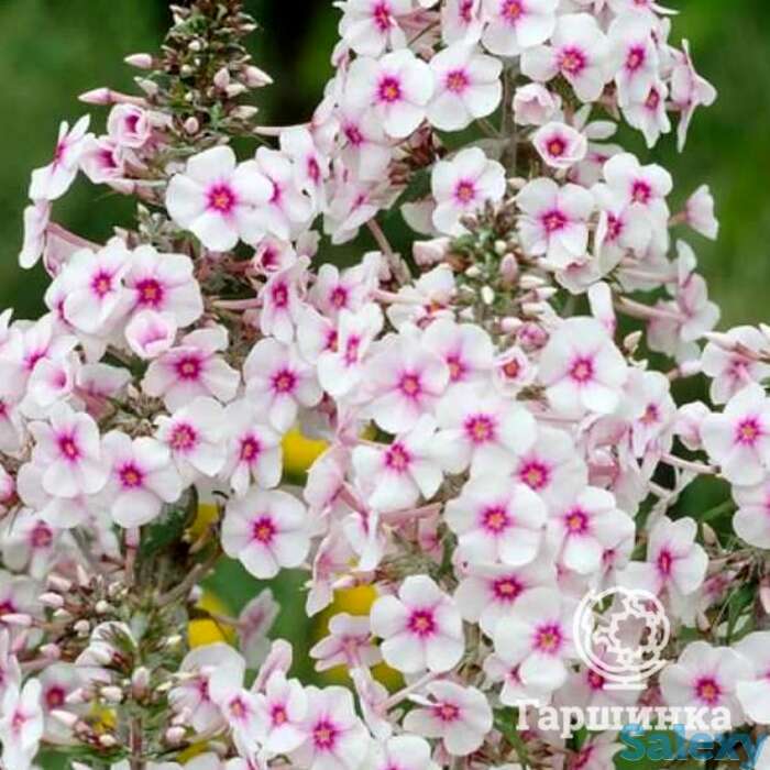 Флокс пирамидальный Дельта, фотография 1