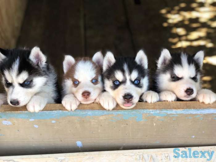 Сибирские Хаски, фотография 3