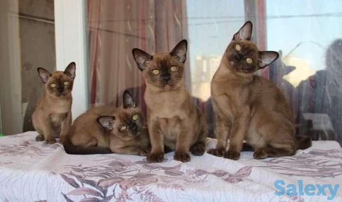 Европейская бурма (котята), фотография 1