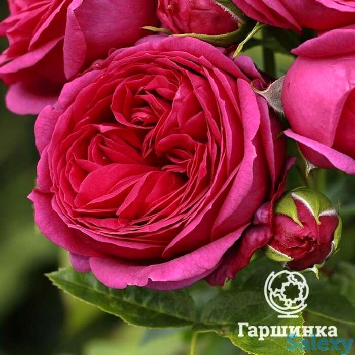 Роза софи луиза чайно-гибридная, тантау, фотография 1