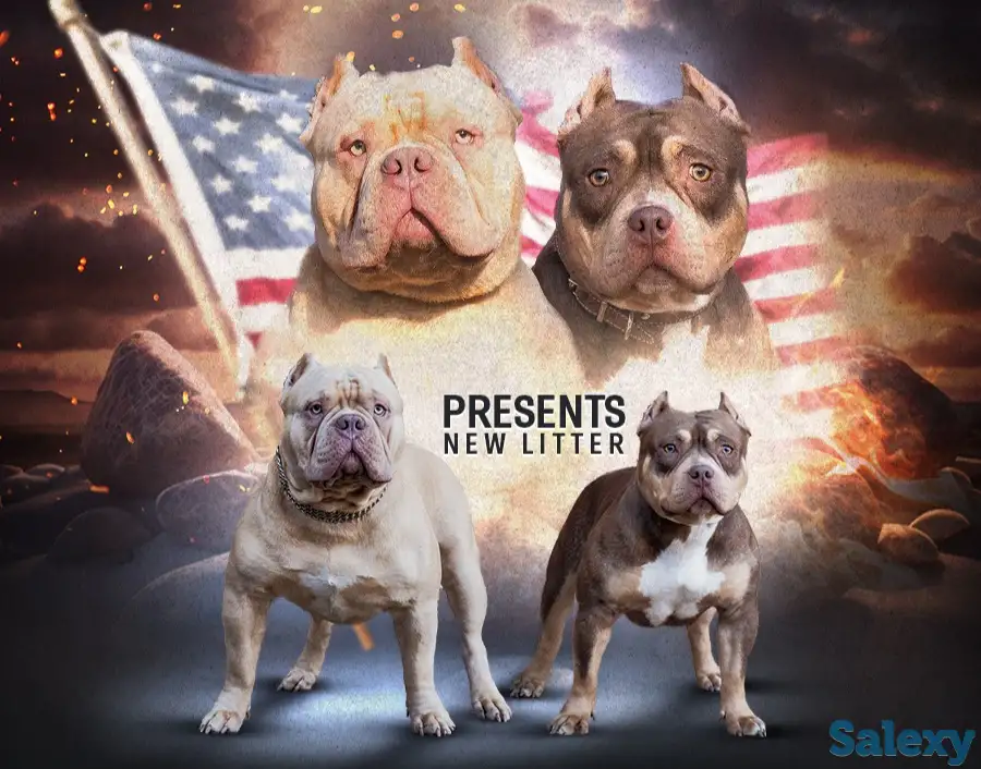 Американский булли, фотография 2