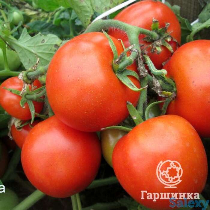 Семена Томат Спиридоновский 20шт, фотография 1