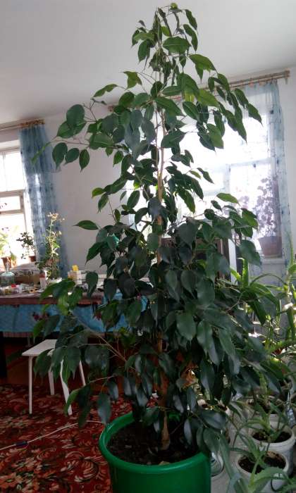 Домашние и офисные цветы, фотография 6