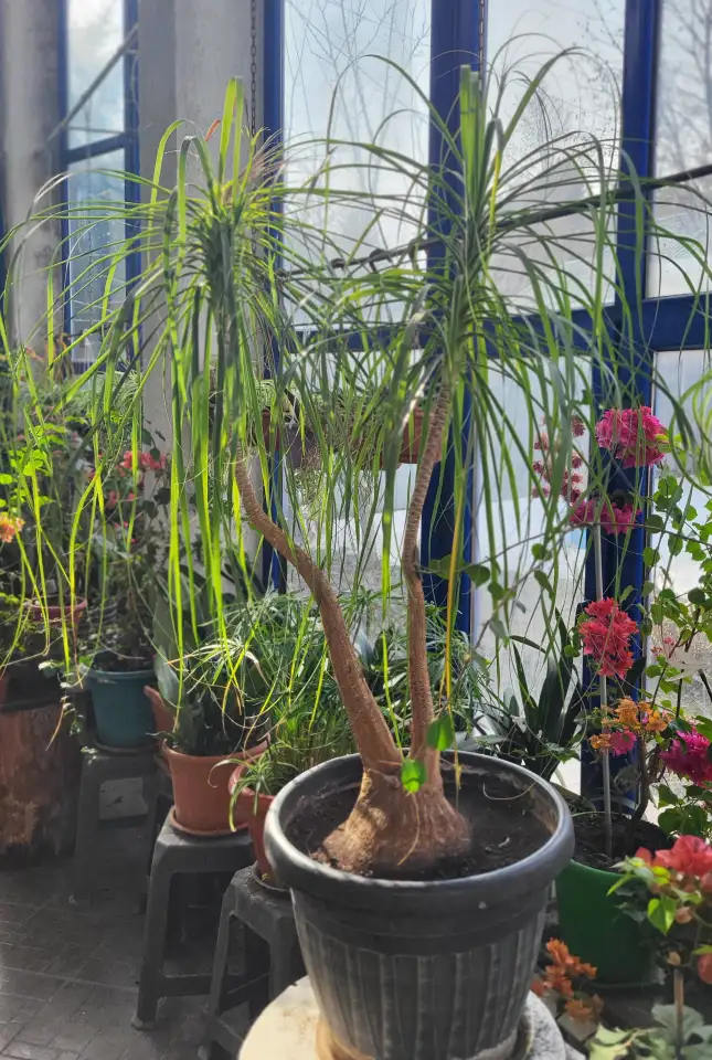 Продам большую Бокарею, фотография 1