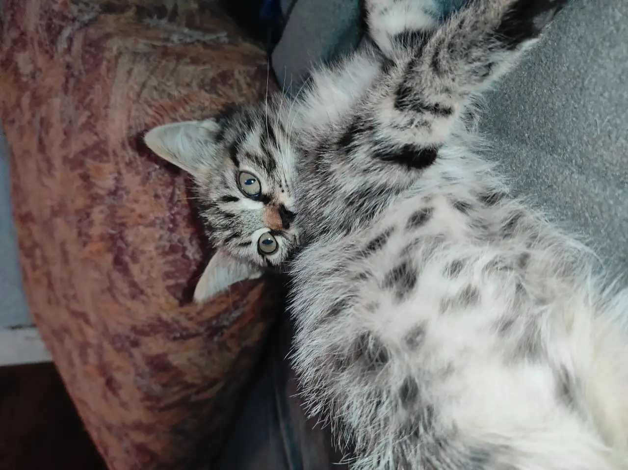 Отдам котят в добрые руки, фотография 2