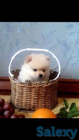 Продам девочку померашку, фотография 1