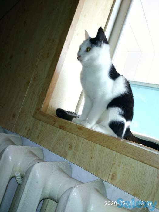 Подарю котят в хорошие ручки), фотография 4