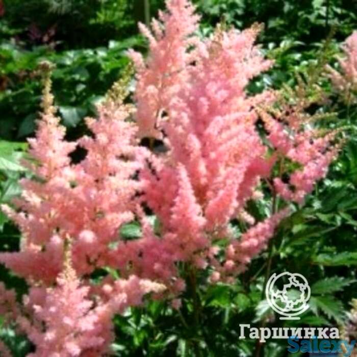 Астильба арендса Элизабет Блум, фотография 1