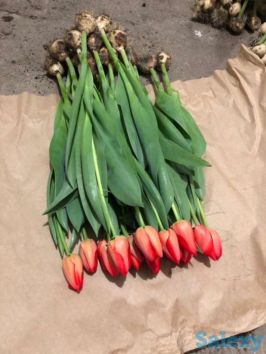 Тюльпаны оптом к 8 марта, фотография 12