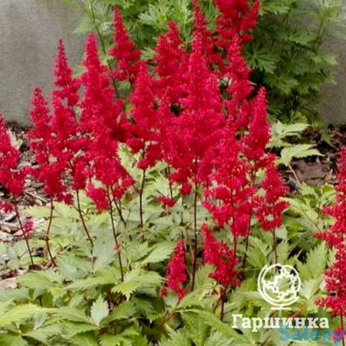 Астильба арендса Фанал, фотография 1