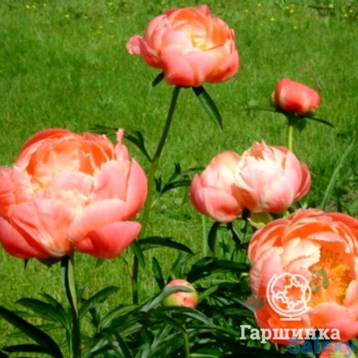 Пион корал шарм, фотография 1