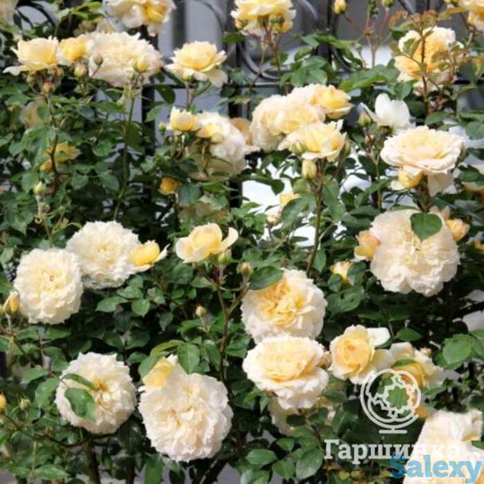 Роза марк-антуан шарпантье, гийо, фотография 1