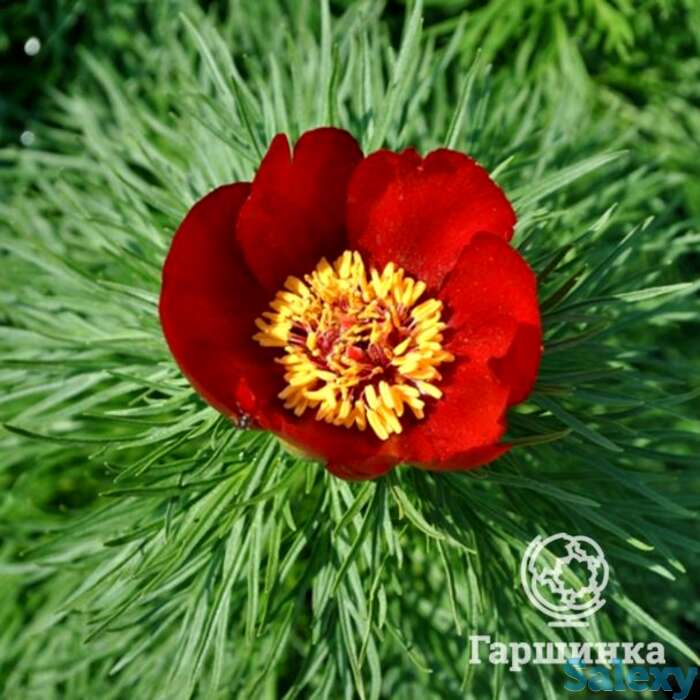 Пион узколистный, фотография 1